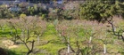 Himachal: Excess rainfall, hailstorms take toll on crops in hills