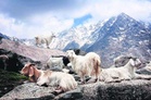L-G VK Saxena reviews pashmina plant, pushes for value addition in Ladakh
