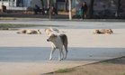Stray dog’s death: FIR against guard who hit him with iron rod in Delhi’s Kirti Nagar