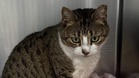 Lonely stray cat finally reveals what she was waiting for all along