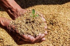 Govt hikes paddy MSP by Rs 72 to Rs 2,441 per quintal