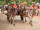 Heeding PM’s austerity call, Chhattisgarh cop opts for bullock-cart ‘baraat’