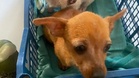 Two puppies dumped in the woods: one month on, rescuers give them the perfect gift
