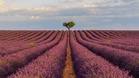 In France, this village surrounded by lavender fields is one of the most photogenic in the country