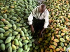 Mango Diplomacy blooms in Seattle: City set to relish India’s prized Kesar mangoes as summer sunshine arrives