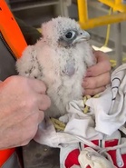 Baby falcon freed from gutter as parents harass German rescuers