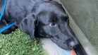 A shut-down rescue dog gets the helping hand he needs to live again