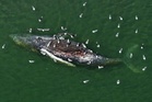 'Timmy,' the whale that captivated Germany, confirmed dead off Denmark