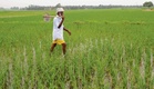 Sowing change: Agriculture Department pushes DSR in Amritsar as groundwater levels plunge