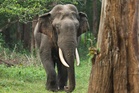Rare twin elephant birth in Corbett National Park piques interest of experts, tourists