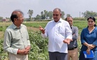 Haryana Agrilcultural University VC says intercropping in sugarcane will enhance farmers’ income