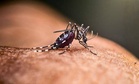 It’s Official: Scientists Confirm Mosquitoes Have Finally Invaded One of Earth’s Last Mosquito-Free Countries
