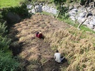 Garlic harvest in full swing in Sirmaur’s Trans-Giri region