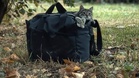 Woman horrified at what she sees when she pulls four abandoned cats out of a bag