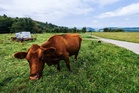 Hiker killed in a fatal cow attack in Austria