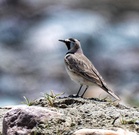 Himachal: Horned lark sighting adds to Kinnaur’s rich bird diversity