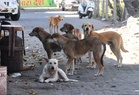 ‘Can’t ignore dog bites’: Supreme Court says strays to be removed from the streets