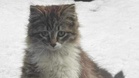 Woman finds a frightened little creature on her patio and changes her life