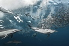 Fish can pass Pfas safety limits one chemical at a time, but cocktail effects reveal a bigger unseen risk – new study