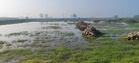 Haryana sets target to cover 1 lakh acre under natural farming in 2026-27