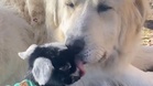 Pyrenean Mountain Dog 'adopts' a baby goat, melting hearts everywhere
