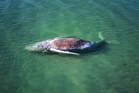 Denmark to carry out post-mortem on humpback whale after all