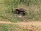 Honey Badger terrorises village in Odisha's Mayurbhanj, injures 5 in repeated attacks