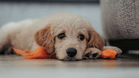 Zigzag: Discover the app designed to support puppy training at home