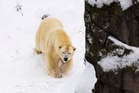 First European case of bird flu in a polar bear found in Norway