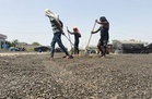 Ambala grain markets see sunflower arrivals ahead of June 1 procurement