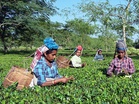 India’s tea exports surge 93% to Rs 8,719 crore in FY26: Piyush Goyal hails global demand