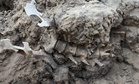 Archaeologists Found a 1,000-Year-Old Skeleton in an Eroded Australian Road, and It Was Neither Human nor Dinosaur