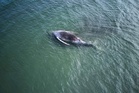 Denmark pauses removal of dead whale 'Timmy' after sandbank setback