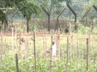 Fencing work begins along India-Bangladesh border in Siliguri after West Bengal govt hands over 27 km land to BSF