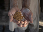 Sindh bans wheat movement as Pakistan battles rising prices