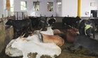 Surprise checks at dairies; samples sent for testing in Amritsar