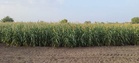 Explainer: Gearing up for a challenging crop season