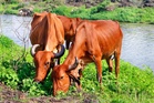 Muslims memorandum submitted in Phagwara seeking declaration of cow as national animal