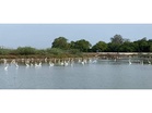 Nature's symphony: Vibrant avian life from diving cormorants to Indian spot-billed duck flocks to Thoothukudi coastline