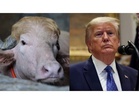 "Poor thing": Iran trolls Donald Trump with viral lookalike buffalo amidst geopolitical tensions