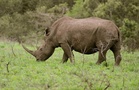 South Africa launches murder probe after safari tourist deaths