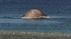 Expert warns whale carcass off Denmark could explode at any moment