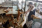 Fresh guidelines to tackle stray dogs in 3 days: Local Bodies Secy