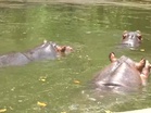 Amid heatwave, Ranchi zoo introduces coolers, bathing tubs and fruits for animal care
