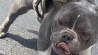 Dog missing for two years is finally home, but his jaw tells a dark story