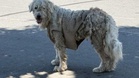 Vets furious after they see terrible secret this dog's jumper was hiding