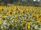 Sunflower procurement advanced to May 25