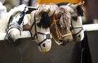 Hobby horsing is anything but play as riders flaunt their skills