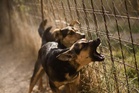 Bhagwant Mann govt shifts tack on stray dogs, plans no-go zones across Punjab