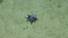 'It's blue!': Scientists discover new deep-sea octopus near Galapagos Islands